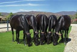 Caballos Españoles