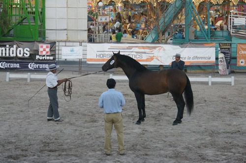 Campeonato de Caballo Español en Aguascalientes 02