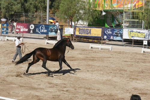 Campeonato de Caballo Espaol en Aguascalientes 03