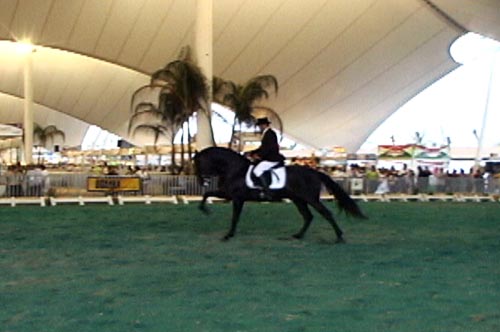 Venta de Caballos