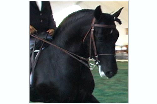 Venta de Caballos