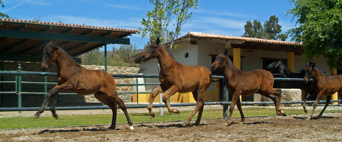 Venta de Potros