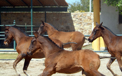 Venta de Potros